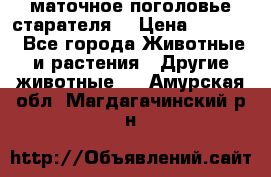 маточное поголовье старателя  › Цена ­ 2 300 - Все города Животные и растения » Другие животные   . Амурская обл.,Магдагачинский р-н